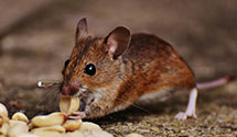 24 Hour & Emergency Exterminators in West Jefferson, NC
